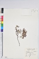 藏品(高山白珠樹)的圖片