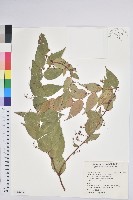 藏品(白珠樹)的圖片