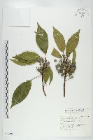 藏品(薯豆)的圖片