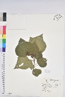 藏品(野桐)的圖片