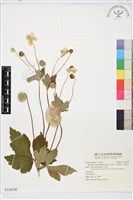 藏品(小白頭翁、野棉花)的圖片