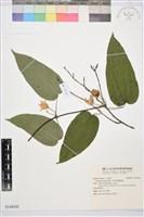 藏品(亨利氏鐵線蓮)的圖片