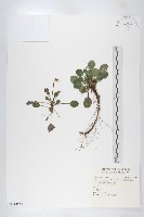 藏品(倒卵葉裂緣花)的圖片