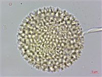 藏品(臺灣瑞香)的圖片