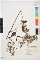 藏品(威靈仙)的圖片