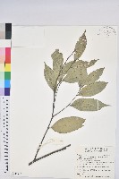 藏品(長尾尖葉櫧)的圖片