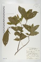 藏品(杜英、山杜英、蘭嶼杜英)的圖片