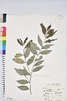 藏品(烏來柯、楒、淋漓)的圖片