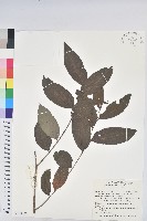 藏品(裡白饅頭果)的圖片