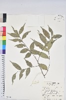 藏品(烏來柯、楒、淋漓)的圖片