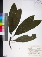 藏品(山枇杷、臺灣枇杷)的圖片