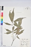 藏品(赤皮、赤皮椆)的圖片