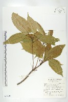 藏品(薯豆)的圖片