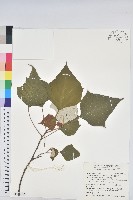 藏品(白匏子)的圖片