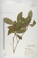 藏品(杜英、山杜英、蘭嶼杜英)的圖片