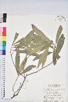 藏品(三斗石櫟)的圖片