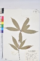 藏品(毽子櫟)的圖片