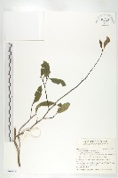 藏品(山紅柿)的圖片