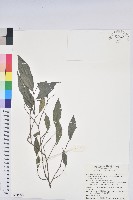 藏品(密花五月茶)的圖片