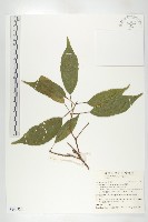 藏品(薯豆)的圖片