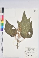 藏品(野桐)的圖片