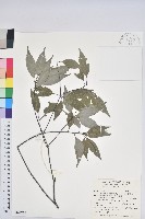 藏品(錐果櫟)的圖片