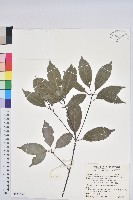 藏品(錐果櫟)的圖片