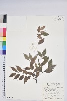 藏品(米飯花)的圖片