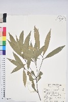 藏品(三斗石櫟)的圖片