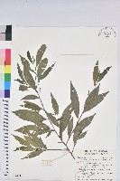 藏品(密花五月茶)的圖片