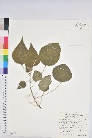 藏品(野桐)的圖片