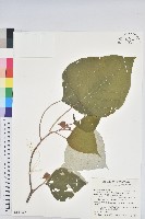 藏品(白匏子)的圖片