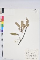 藏品(毽子櫟)的圖片