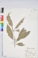 藏品(短尾葉石櫟、嶺南柯`東南石櫟)的圖片