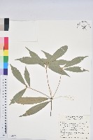 藏品(赤皮、赤皮椆)的圖片
