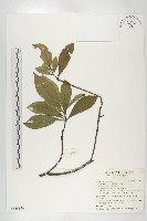 藏品(杜英、山杜英、蘭嶼杜英)的圖片
