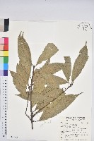 藏品(短尾葉石櫟、嶺南柯`東南石櫟)的圖片