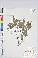 藏品(錐果櫟)的圖片