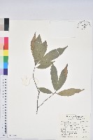 藏品(赤皮、赤皮椆)的圖片