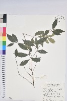 藏品(密花五月茶)的圖片