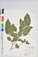 藏品(南燭)的圖片
