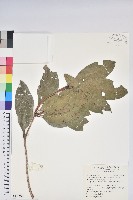 藏品(西施花、青紫木)的圖片