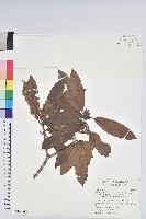 藏品(森氏杜鵑、森氏滿江紅)的圖片