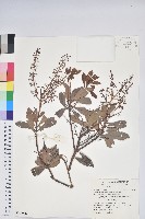 藏品(臺灣馬醉木)的圖片