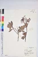 藏品(臺灣馬醉木)的圖片