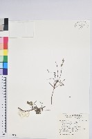 藏品(高山白珠樹)的圖片