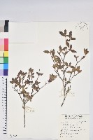 藏品(紅毛杜鵑)的圖片