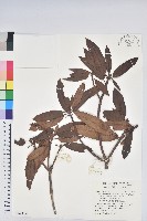 藏品(森氏杜鵑、森氏滿江紅)的圖片