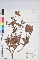 藏品(臺灣馬醉木)的圖片