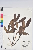 藏品(森氏杜鵑、森氏滿江紅)的圖片